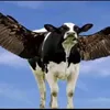 thichsieunhan0