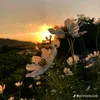 des_imoet