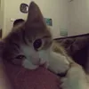 videthuns1