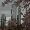noxchi_ju