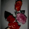 flower_lilly_25