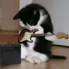 gatarrussa3