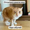 wizit88
