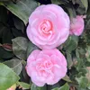 ermemily3