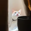 miannie_241
