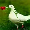 hafiz.taheri76