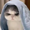 ꒰ა Để Meow Rì Viu ໒꒱