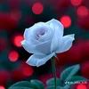 fadumosahra773