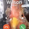 wilsonnzlosiento