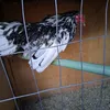 santiii_987