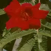 manaki.mudiyari