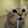 nikolatoph