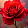 user512361763