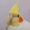 panah.pourali