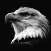hawk777_1