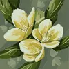 amna.usman9526