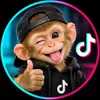 MONKEYS FUN 1