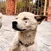 _toilangoc_1