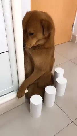 Don’t u like tearing paper?#fyp #tiktok #foryou #dog