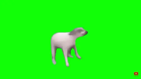 Green screen dancing dog
