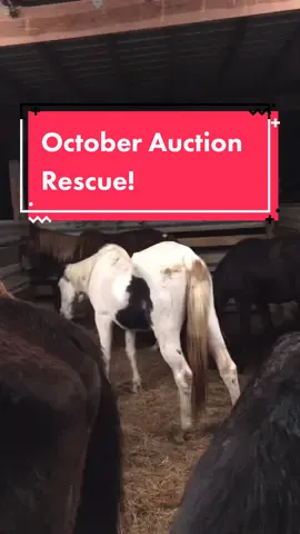 October auction rescue! #PUBGMOBILE #MMKx007 #horserescue #horsesoftiktok #fyp #foryoupage #blowthisup #rescuelife #horse #horselife #Love #rehab #new