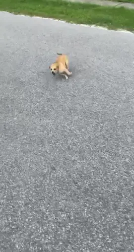 #fyp #foryoupage #foryourpage #puppy #dog #chase #viral #viralvideo #CustomersMostLoved #funny #followformorevideo #watch #floridaman #fail