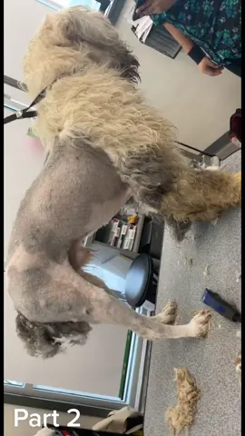 Part 2 Shaving down a matted Old English sheepdog #houstondoggroomer #htxgroomer #fyp #houstontx #doggrooming #matteddogmakeover #beforeandafter #dogtok #dogsofttiktok #baytowntx #matteddog
