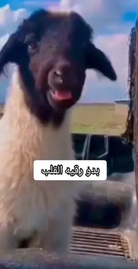 #وهي #لعيون #روقيه #القلب #اكسبلور