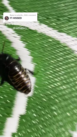 Replying to @zx4or0s._f33t This is one of my Madagascar hissing cockroaches. The hissing sound is caused by the roach inhaling quickly through their spiracles when scared. #HissingCockroach #Insects