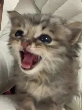 #kitten #foryou 