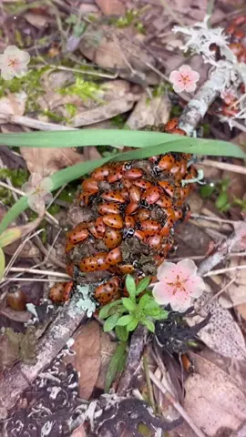 Convergent ladybugs should be mating soon... getting cozy #ladybug #ladybugs #ladybird #ladybirdbeetle #convergentladybug #convergentladybugs #ladybughuddle #huddle #swarm #cuddling #flirty #flirtatious #buglove #lovebug #lovebugs #springtime #springlove #springisforlovers #eldoradocounty #california #sierras