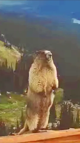 Funny Animal Screaming! 😱😂 #animals #funny #foryoupage #fyp