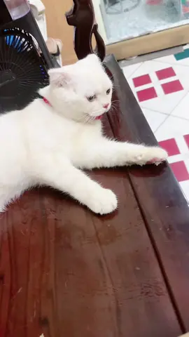 Nóng quá cũng khổ thương thế ko biết, mèo ntnay nó bị sốc nhiệt à mn ơi##xuhuongtiktok 