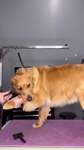 #goldenretriever #dogs #dogsbylogan #doggrooming