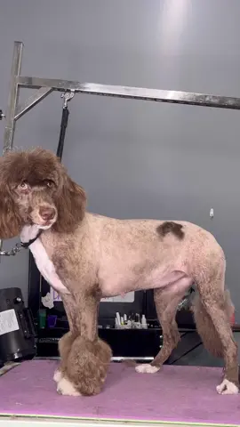 #dogs #doggrooming #dogsbylogan 