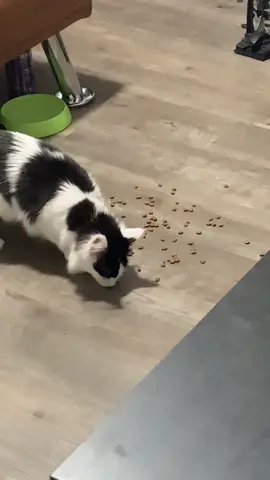 Shouldve named her Turkey instead i guess. I throw her dry food on the ground so she eats slower okay i havent found a good slow feed bowl that doesnt cause whisker fatigue sue me #cutecat #catsoftiktok #kittensoftiktok #catnoises 