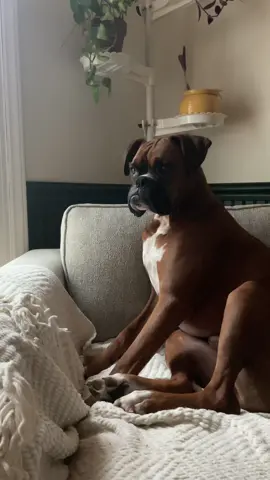 Boxers aee so dramatic #boxerdog #boxersoftiktok 