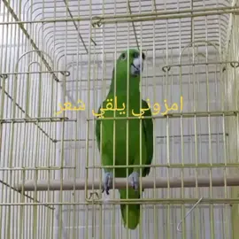 #ببغاء#امزوني#يلقي#شعر 