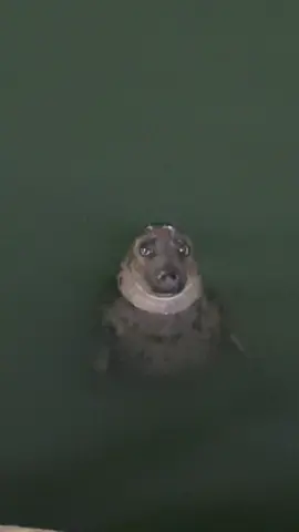 No this fella is just a sea puppy #seal #funnyseal #seals #howth #unexpected #pov 
