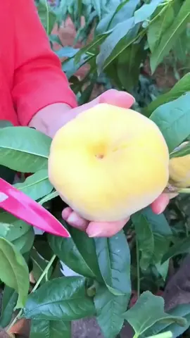 1 minute satisfying😱😋😎#usa #fruit #asmr 