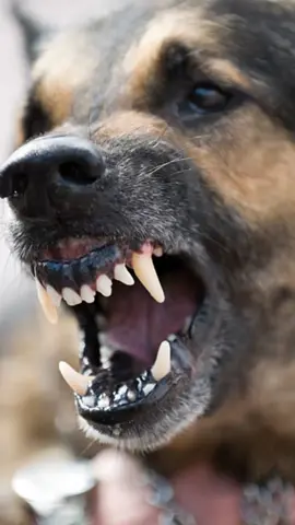 dog barking sound #dog #dogsoftiktok #dogs #doglover #DogTraining @TikTok @TiktokPakistanOfficial 