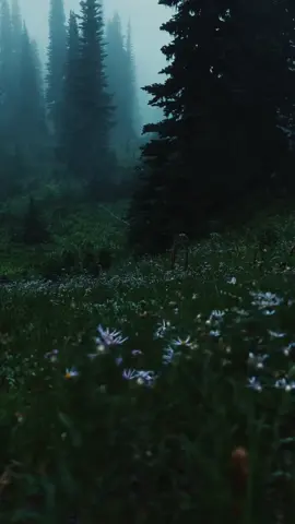 Calm #nature #natureaesthetic #forest #twilight #peace #2024 #fog #calm #flowers #trees #darkaesthetic #night #naturephotography #fyp #travel #aesthetic #gloomy #green #fog 