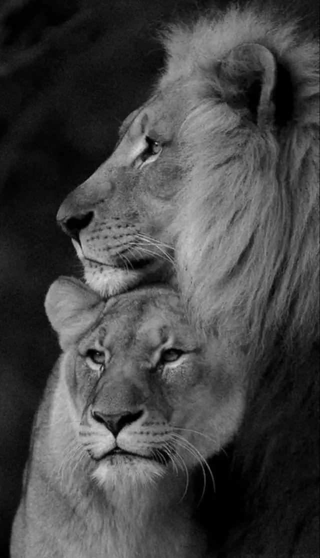 #foryou #pourtoipage #fyp #picture #lovestory #Lionesses #lion #strength #lovely 