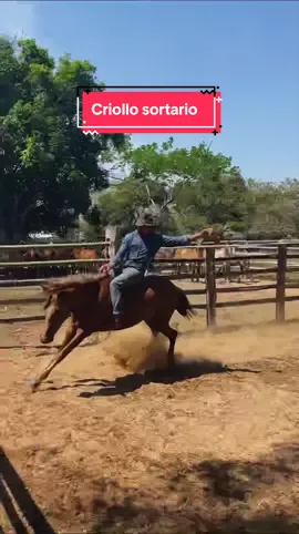 Criollo sortario, canta @Orlando “Cholo” Valderrama 🤠 #joropo #llano #trabajosellano #joropo #musicallanera #folclorllanero #colombia #venezuela #llanosorientales #horse 