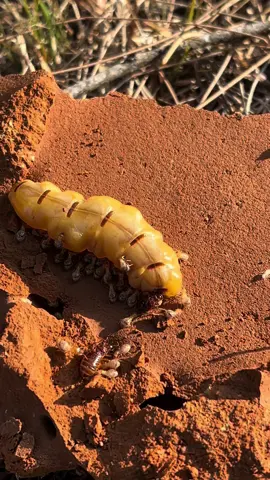 Ratu Anai-anai / Queen Termite #onejitrasolutions #queentermite #kawalananaianai #pestcontrolkedah 