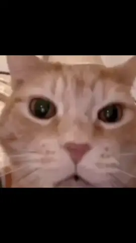 Cat#cat #laugh #weird #meme #memes #funny 