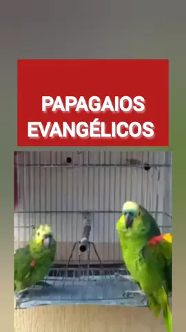 #papagaios #evangelico 