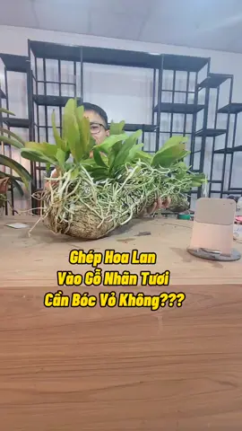 Ghép Lan Vào Gỗ Nhãn Cần Bóc Vỏ Không #hoalan #cachtronglan #cachghephoalan #kichre #kichhoa #namxelan90 #nutrik #lamvuon #cayanqua #nutrirootmax 