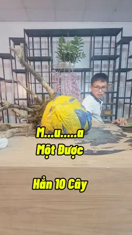 Cây Táo Gai #caytaogai #trongcaytaogai #trongcay #lamvuon #kichre #caytrongchau #cachkichre #cachtrongcay #chamsoccaytrong #cachkichhoa #namxelan90 