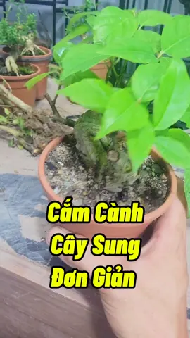 Cách Cắm Cành Cây Sung Rất Đơn Giản #camcanh #camcanhsung #cachcamcanh #cachkichre #cachkichhoa #cachlamsungraqua #cachtrongcay #caysungmini 